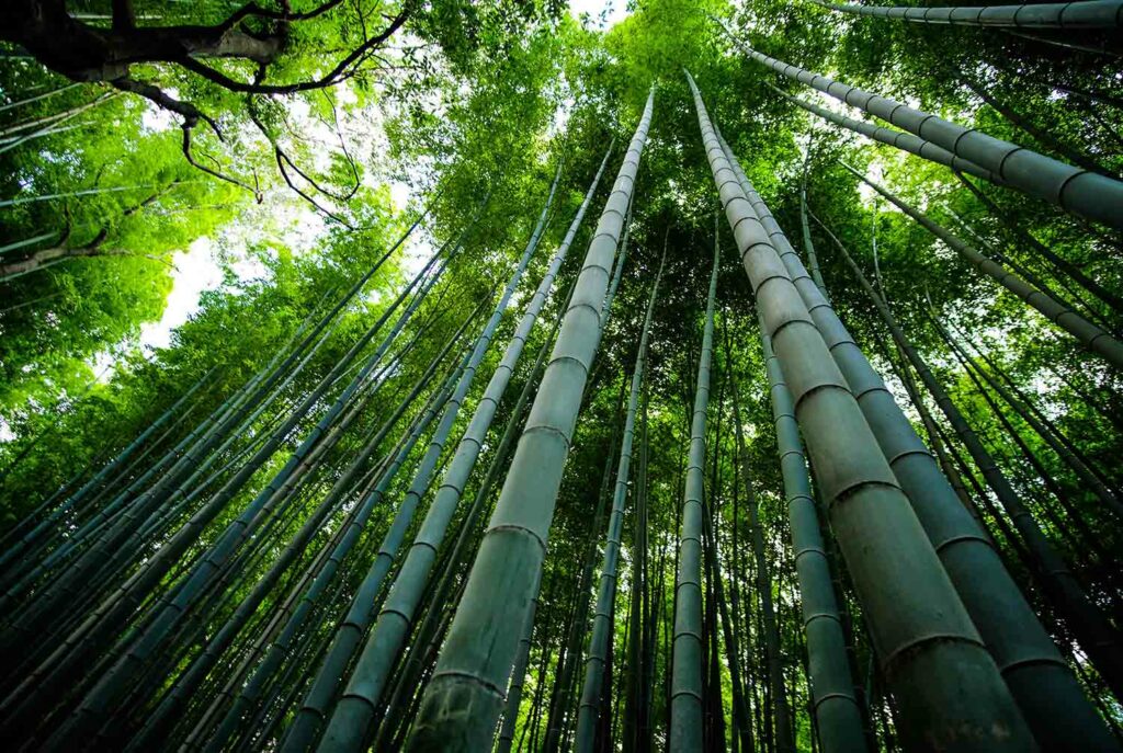 bamboo sustainable fabric - BLUE ASSOCIATES SPORTSWEAR